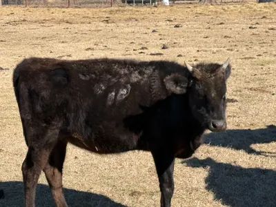 cattle listing photo