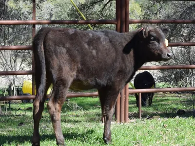 cattle listing photo