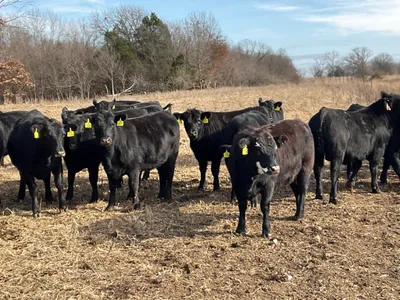 cattle listing photo