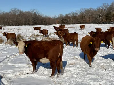 cattle listing photo