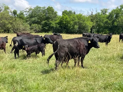 cattle listing photo