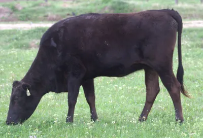 cattle listing photo