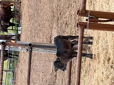 cattle listing photo