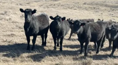 cattle listing photo