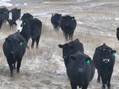 cattle listing photo