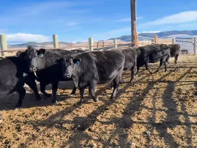 cattle listing photo