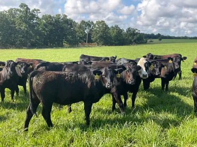 cattle listing photo