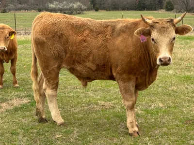 cattle listing photo