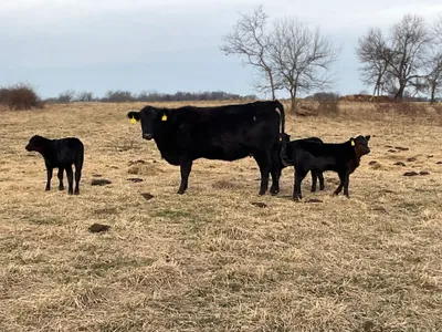 cattle listing photo