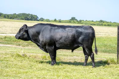 cattle listing photo