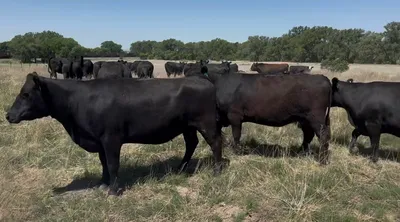 cattle listing photo