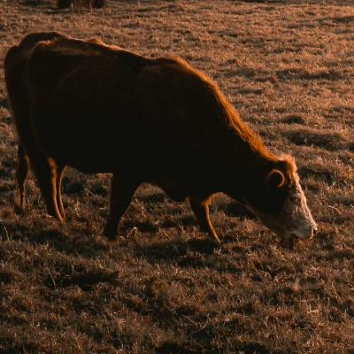 cattle listing photo