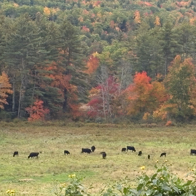 cattle listing photo