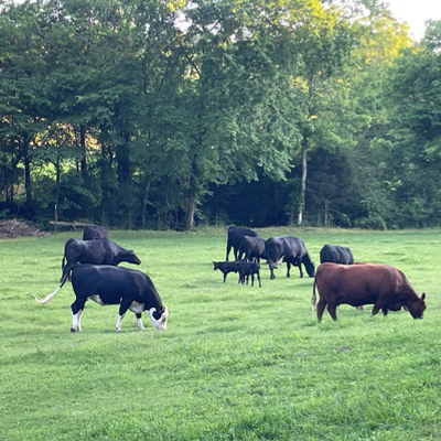 cattle listing photo