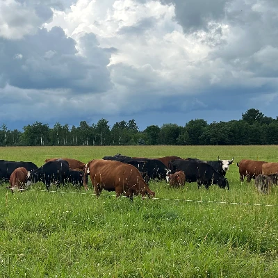cattle listing photo