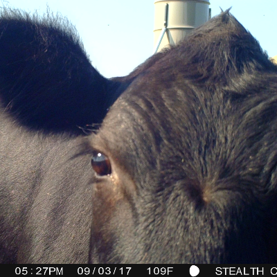 cattle listing photo