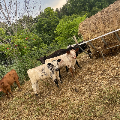 cattle listing photo