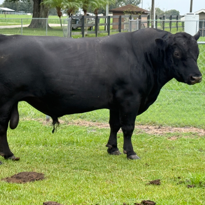 cattle listing photo