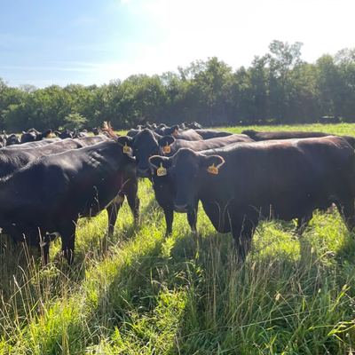 cattle listing photo