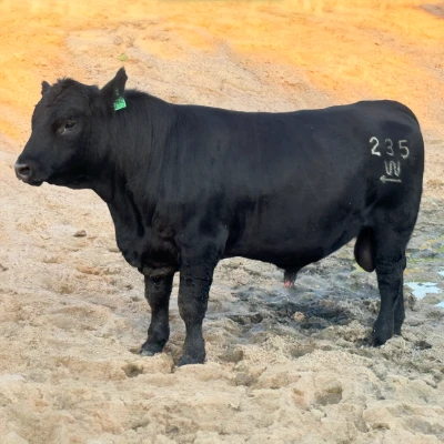 cattle listing photo