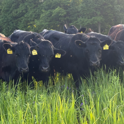cattle listing photo