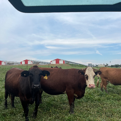 cattle listing photo
