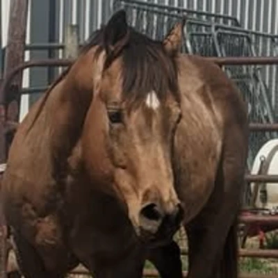 cattle listing photo