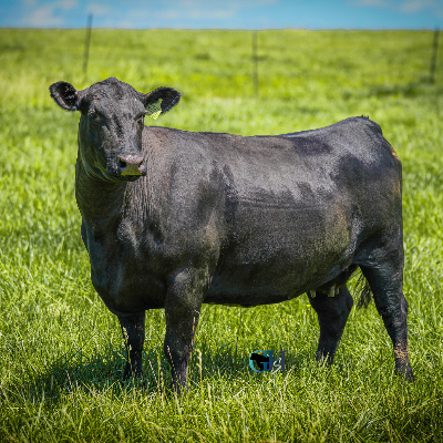 cattle listing photo