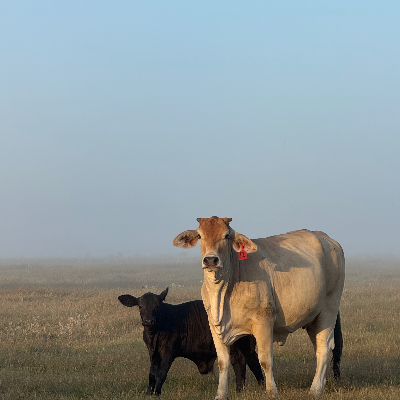 cattle listing photo