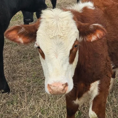 cattle listing photo