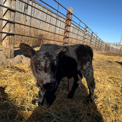 cattle listing photo