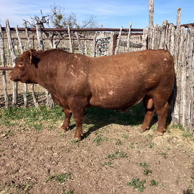 cattle listing photo