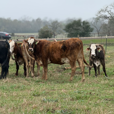 cattle listing photo