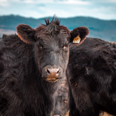 cattle listing photo
