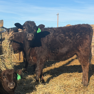 cattle listing photo