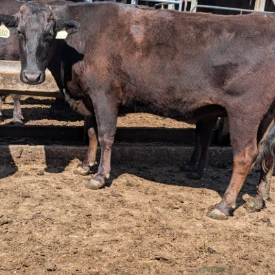 cattle listing photo