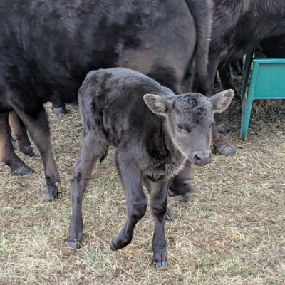 cattle listing photo