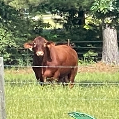 cattle listing photo