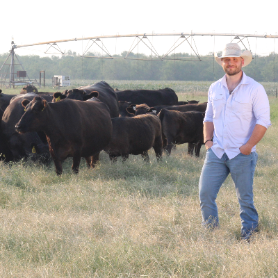 cattle listing photo