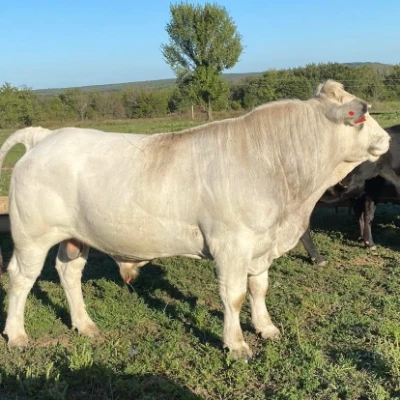 cattle listing photo