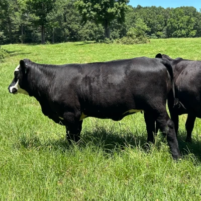 cattle listing photo