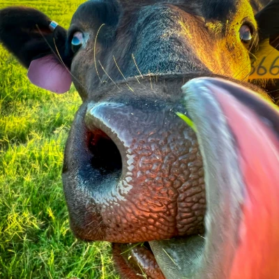 cattle listing photo