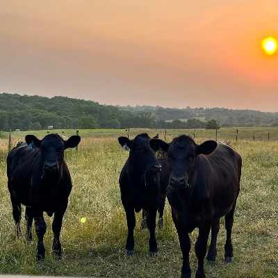 cattle listing photo