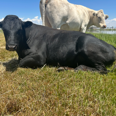 cattle listing photo