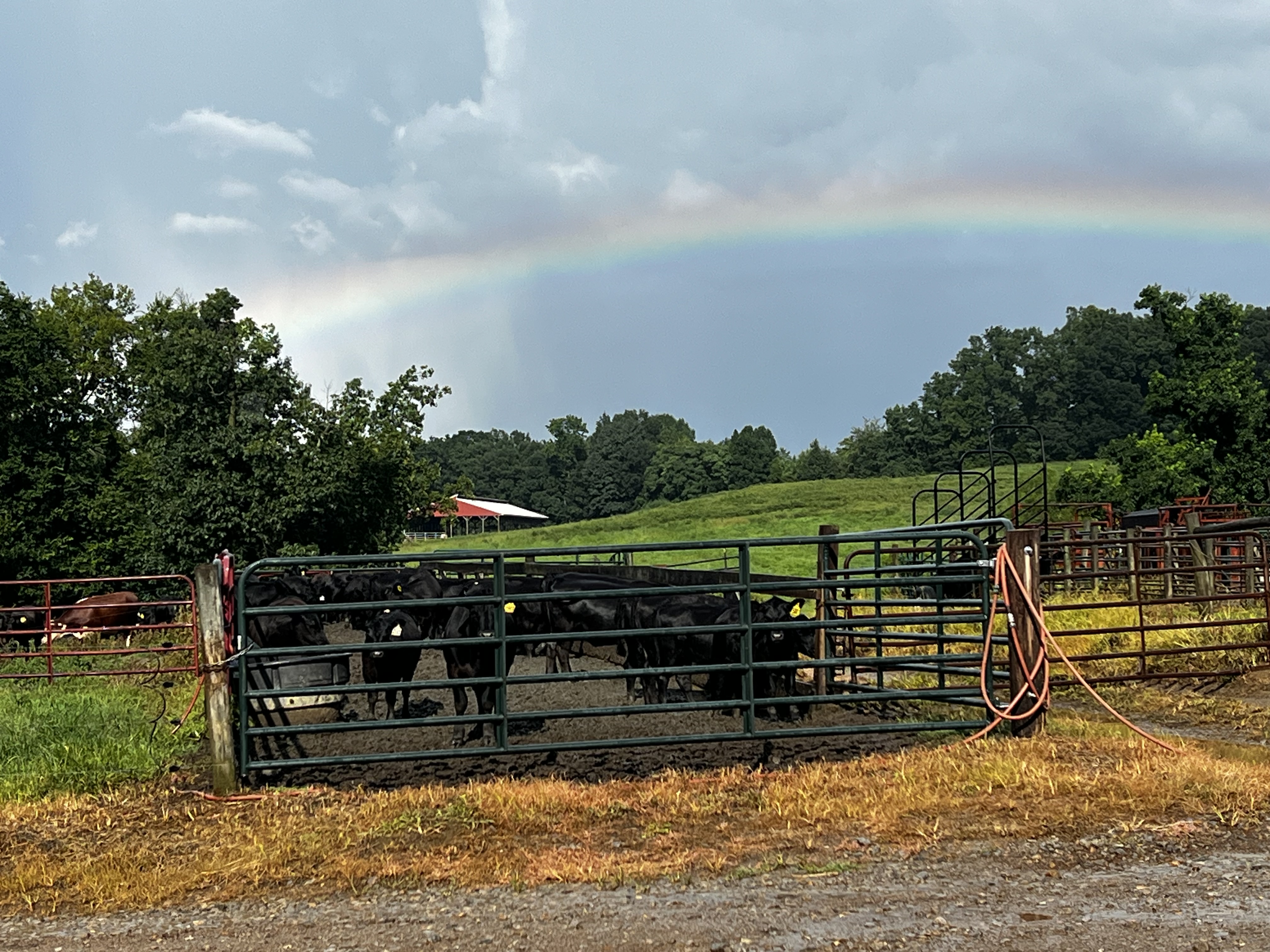 cattle listing photo