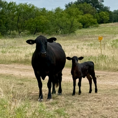 cattle listing photo