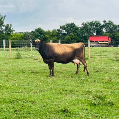 cattle listing photo