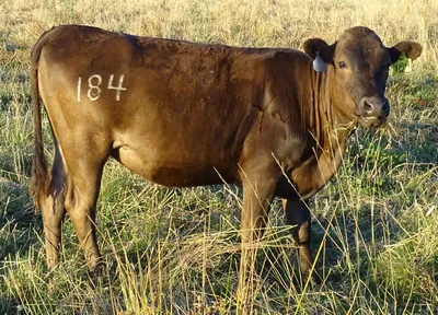 cattle listing photo