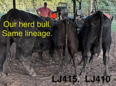 cattle listing photo