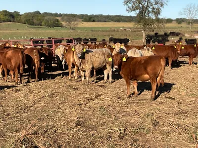 cattle listing photo